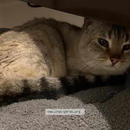 Photo 1/1 Chat trouvé Trouvé à Quinsac