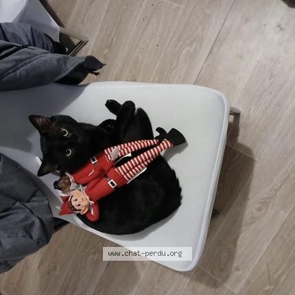 Photo 1/1 Chat trouvé Trouvé à Achicourt