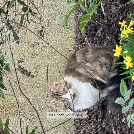 Photo 1/1 Chat trouvé Trouvé à Montlouis Sur Loire