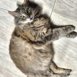 Photo de chat perdu à Azereix