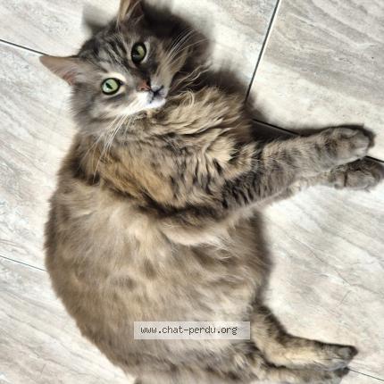 Photo 1/1 Sanka Chat perdu à Azereix