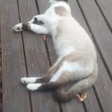 Photo de chat perdu à Cornebarrieu