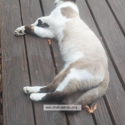 Photo 1/1 Blanco Chat perdu à Cornebarrieu