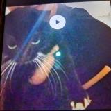 Photo de chat perdu à Salies De Bearn