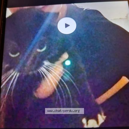 Photo 1/1 Pixie Chat perdu à Salies de bearn