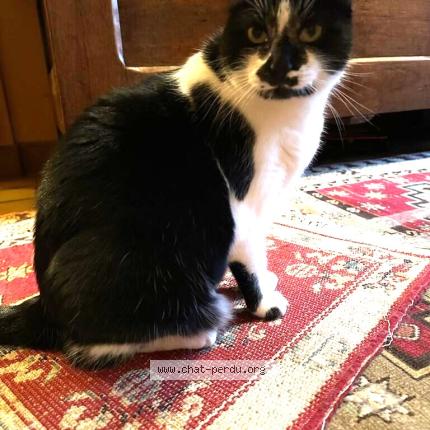 Photo 1/1 Perle Chat perdu à Chatellerault