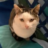 Photo de chat perdu à Chaumergy