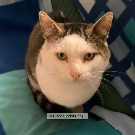 Photo 1/1 Tekito Chat perdu à Chaumergy