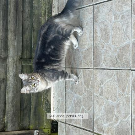 Photo 1/1 Chat retrouvé Perdu à Castelnau D Auzan