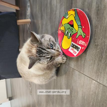 Photo 1/1 Chat trouvé Trouvé à Varangeville