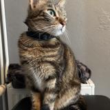 Photo de chat perdu à Muret