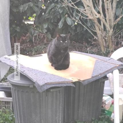 Photo 1/2 Chat trouvé Trouvé à Torcy