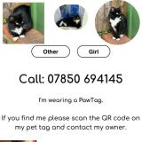 Photo de chat perdu à London