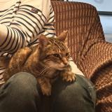 Photo de chat perdu à Goncelin