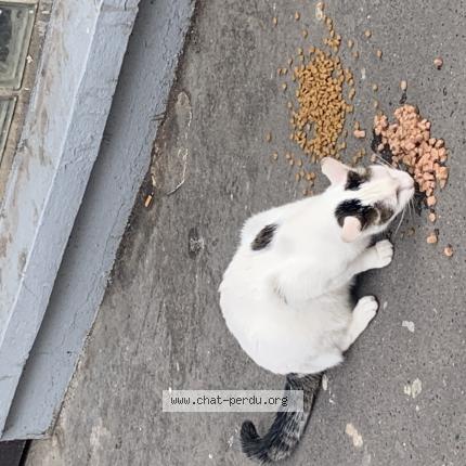 Photo 1/1 Chat trouvé Trouvé à Pantin