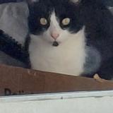 Photo de chat perdu à Plelan Le Petit