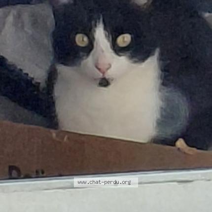 Photo 1/1 Chat retrouvé Perdu à Plelan le petit