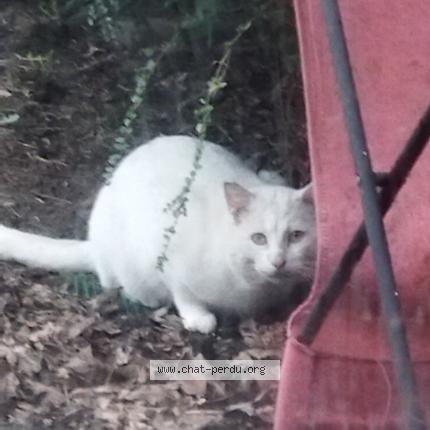 Photo 1/1 Chat trouvé Trouvé à Sautron