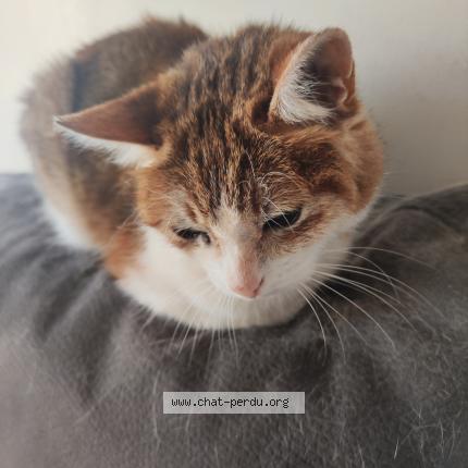 Photo de chat perdu à Chartres De Bretagne