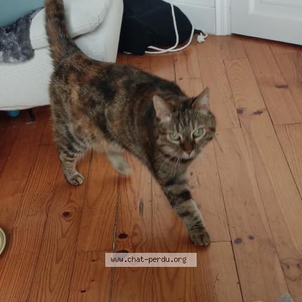 Photo 1/1 Chat trouvé Trouvé à St chamond