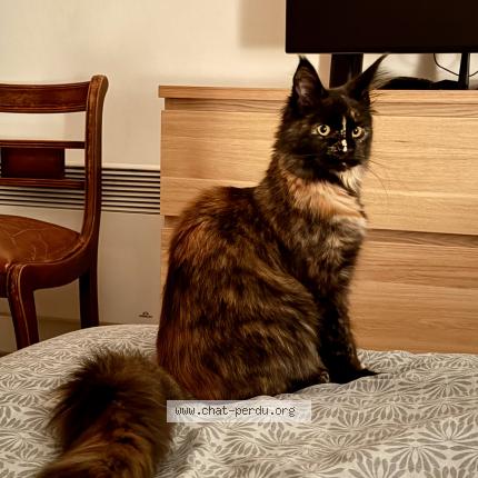 Photo 1/1 Chat retrouvé Perdu à Inzinzac lochrist