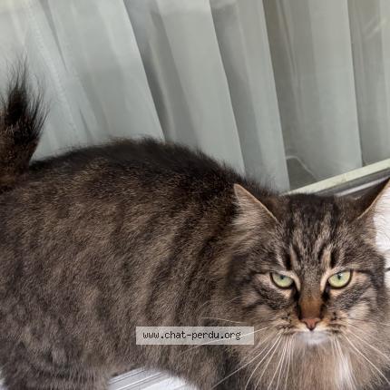 Photo 1/1 Chat trouvé Trouvé à Jette