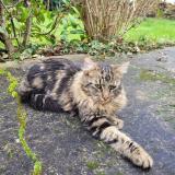 Photo de chat trouvé à Barace