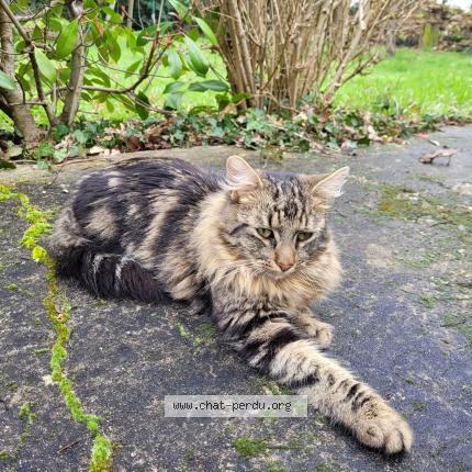 Photo 1/1 Chat trouvé Trouvé à Barace