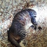 Photo de chat perdu à Guitres