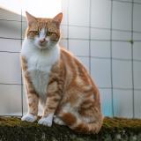 Photo de chat perdu à Saint Pierre A Arnes