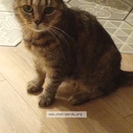 Photo 1/1 Petite Moon Chat perdu à Champeix