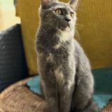 Photo de chat perdu à Chezy Sur Marne