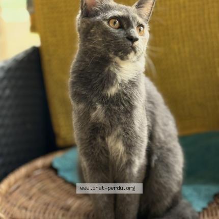 Photo 1/1 Ruby Chat perdu à Chezy sur marne