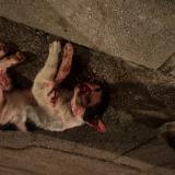 Photo de chat trouvé à Cap D Ail