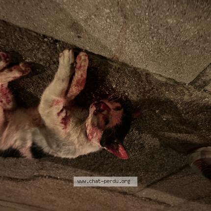 Photo 1/1 Chat trouvé Trouvé à Cap d ail