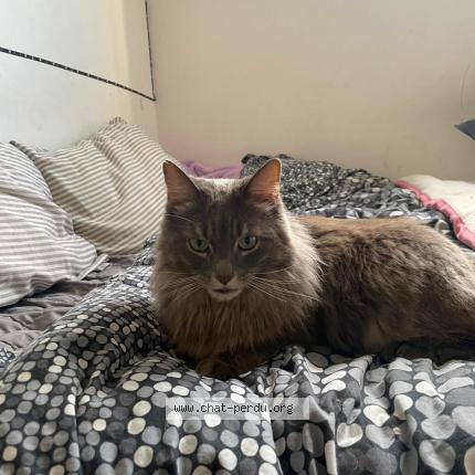 Photo 1/1 Chat retrouvé Trouvé à Sevres