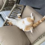 Photo de chat perdu à St Georges Sur L Aa