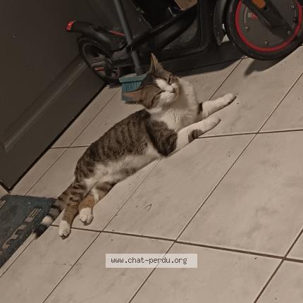 Photo 1/1 Chat retrouvé Perdu à Bethune