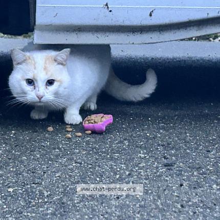 Photo 1/1 Chat trouvé Trouvé à Louvigne