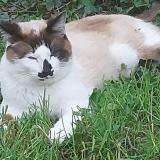 Photo de chat perdu à Cornebarrieu