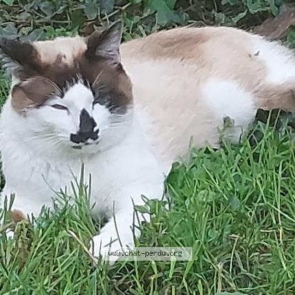 Photo 1/1 blanco Chat perdu à Cornebarrieu