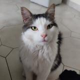 Photo de chat perdu à Sains En Gohelle