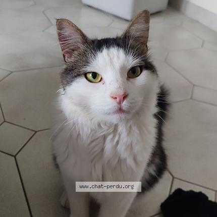 Photo 1/1 Typhon Chat perdu à Sains en gohelle