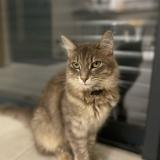 Photo de chat perdu à Castres