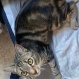 Photo de chat perdu à Saint Maurice De Goudans