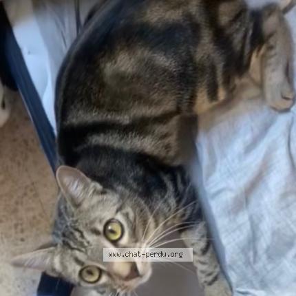 Photo 1/1 Moha Chat perdu à Saint maurice de goudans