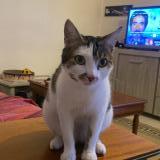 Photo de chat perdu à Arles