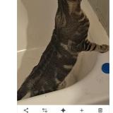 Photo de chat perdu à Prattville