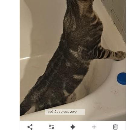 Photo 1/1 Bugg Chat perdu à Prattville