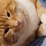 Photo de chat perdu à Herserange